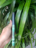 vivo Y35手機殼適用于Y33/Y31/Y28/Y17/Y20/Y12保護套防摔磁吸國風(fēng)彩繪翻蓋插卡支架全包手機套 A-001福魚-A款彩繪搭扣皮套 vivo Y35+ 曬單實拍圖