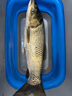 神鯊黑韌魚竿手竿4.5米超輕超細(xì)碳素鯽魚竿37調(diào)釣魚竿臺(tái)釣竿漁具套裝 曬單實(shí)拍圖