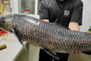 漢鼎螺紋鋼一代大物巨物竿28調鰱鳙青魚(yú)青鱘碳素超硬手桿綜合釣竿魚(yú)竿 7.2m 【螺紋鋼一代，戰百斤巨物】 曬單實(shí)拍圖