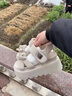 百麗踏8cm坡跟涼鞋女夏季蝴蝶結(jié)2025新款百搭小個(gè)子松糕厚底高跟羅馬鞋 米色 37 曬單實(shí)拍圖
