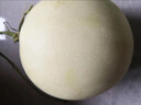 【正宗頭茬玉菇甜瓜】冰淇淋甜瓜香瓜5斤 現(xiàn)摘當(dāng)季水果香甜軟軟糯 9斤裝（2-5個）| 自然熟好瓜 曬單實拍圖