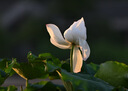 銘匠500mm F6.3全畫幅超遠(yuǎn)攝長(zhǎng)焦鏡頭適用于X卡口E卡口Z卡口RF卡口L卡口相機(jī)銘匠500f6.3定焦鏡頭 黑色 尼康Z卡口 曬單實(shí)拍圖