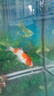 錦鯉魚活體觀賞魚活魚小型易養(yǎng)冷水淡水魚小魚苗錦鯉金魚好看錦鯉 紅白 13-15cm 2條 曬單實(shí)拍圖