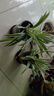 金邊吊蘭盆栽花卉植物室內(nèi)陽臺凈化空氣去甲醛小綠植水培垂吊客廳 精品金邊吊蘭2盆【原土不含盆】 曬單實拍圖