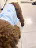 甜苗苗狗衣服夏季薄款涼涼衣防掉毛牽引狗狗防曬衣柯基比熊透氣降溫背心 防曬涼涼衣背心【藍(lán)色海豚】 M（建議體重5-8斤） 蓄水降溫,涼爽防暑 曬單實(shí)拍圖