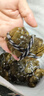 【活蟹】蟹叁鉗莊大閘蟹去繩足重1.8-2.1兩 10只鮮活六月黃鮮活螃蟹水產(chǎn)禮盒源頭直發(fā) 曬單實拍圖