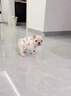 純種法國斗牛犬幼崽藍色法斗小方體法斗犬活體寵物小狗狗奶白色 血統級 法斗 母 曬單實(shí)拍圖