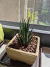 慎思苑意軒多肉植物盆栽新手套餐肉肉植物辦公室內迷你綠植花卉盆栽 十二卷 曬單實(shí)拍圖