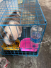 雙血統(tǒng)純種邊境牧羊犬七白三通賽級(jí)邊牧幼犬活體高智商寵物狗幼崽 血統(tǒng)級(jí) 曬單實(shí)拍圖