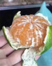 云南橘子蜜橘10斤新鮮蜜桔當季現(xiàn)摘早熟柑橘小青綠皮孕婦水果整箱 甄選3斤中果【50~55mm】 曬單實拍圖