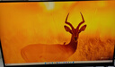 聯(lián)想 ThinkVision 23.8英寸顯示器 2K IPS屏 Type-C100w 高色域 TUV愛(ài)眼認(rèn)證 硬件濾藍(lán)光 旋轉(zhuǎn)升降 專(zhuān)業(yè)設(shè)計(jì) 電腦顯示屏幕 P24h-30 曬單實(shí)拍圖