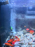 漁鄰納米氣盤(pán)魚(yú)缸氧氣泵氣泡石超靜音養魚(yú)增氧機低壓空氣細化器爆氣盤(pán) （皓月白）納米氣盤(pán)3.5cm送配件（不含氣泵） 曬單實(shí)拍圖