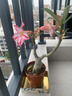 梔子花盆栽四季開(kāi)花帶花苞室內(nèi)綠蘿水培花卉綠植物茉莉花九里香 高配款：15-20cm【帶花苞6株】開(kāi)花飄香 濃香型梔子花【帶花苞】10天開(kāi)花 曬單實(shí)拍圖