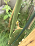 燕窩火龍果樹苗帶果新品種麒麟果苗黃皮白肉火龍果嫁接苗當(dāng)年結(jié)果 燕窩火龍果 30-40厘米 曬單實(shí)拍圖