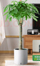 植男植女發(fā)財(cái)樹盆栽客廳室內(nèi)大型綠植物辦公室好養(yǎng)綠植開業(yè)招財(cái)樹源頭直發(fā) 曬單實(shí)拍圖