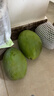 三亞芒果  海南芒果新鮮水果生鮮整箱當季大青皮芒 熱帶孕婦芒果 5斤裝(凈果4.5斤)單果200-500g+ 曬單實(shí)拍圖