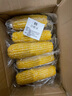京鮮生 東北黃糯玉米250g*10棒 新鮮甜糯玉米棒真空包裝粘玉米 源頭直發(fā) 曬單實(shí)拍圖