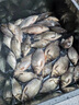 川澤短子線(xiàn)雙鉤升級金袖魚(yú)鉤成品綁好套裝淺水野釣防纏繞海夕鉤鯽魚(yú)鉤 金袖有刺32cm【鉤3/4線(xiàn)0.4/0.6】 子線(xiàn)雙鉤20付/盒 曬單實(shí)拍圖