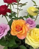 【四季循環(huán)開(kāi)花】帶花苞發(fā)貨玫瑰花苗盆栽室內(nèi)外陽(yáng)臺(tái)好養(yǎng)花卉耐寒 混色【一盆4-5棵多色帶花苞】[原盆原土] 曬單實(shí)拍圖