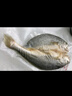 鮮京采寧德黃魚鲞4條/2斤(單條235-255g)三去處理魚類 地標(biāo) 源頭直發(fā) 曬單實(shí)拍圖