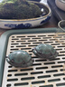 煉器精品螃蟹茶寵擺件可養(yǎng)個性茶玩桌面手把件裝飾品創(chuàng)意趣味小擺件 哥窯螃蟹（ 一對 ）簡裝/ZSM 曬單實拍圖