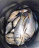 川澤升級無結(jié)線組成品主線套裝魚線主線強拉力進口綁好大物釣魚線組 4.5米 【4卷裝】+收納盒+剪刀 1.5號 曬單實拍圖