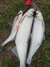 YGK日本原裝路亞海釣PE線遠(yuǎn)投8編釣魚(yú)線X-BRAID超順滑大馬力魚(yú)線漁線 綠色 UPGRADE X8 150m 1號(hào) 曬單實(shí)拍圖