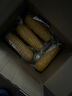 京鮮生東北黃糯玉米棒200g×8根 甜黏玉米 多種包裝隨機發(fā)貨 源頭直發(fā) 曬單實拍圖