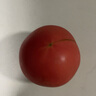 彩虹雨【基地直發(fā)】有機(jī)西紅柿番茄有機(jī)認(rèn)證蔬菜歐盟認(rèn)證北京有機(jī)農(nóng)場 有機(jī)西紅柿 4斤 曬單實(shí)拍圖