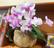 周生生黃金項(xiàng)鏈 足金萬字鏈項(xiàng)鏈 百搭素鏈鎖骨鏈95383N計(jì)價(jià)47厘米2.7克 曬單實(shí)拍圖