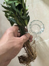 驅(qū)蚊竹柏水培植物大棵室內(nèi)水養(yǎng)綠植花卉盆栽辦公室桌面驅(qū)蚊草好養(yǎng) 精選竹柏10棵+透明鉆石瓶+肥+石 曬單實(shí)拍圖