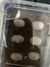 星舵爬寵種龜?shù)胺趸鳠o菌蛭石守宮蛇蛋蜥蜴孵化盒保濕透氣烏龜孵化箱 S碼孵化器1套 適合6個蛋 曬單實拍圖