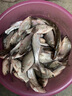 致尊坊黃尾子線雙鉤成品綁好正品短柄魚鉤防纏繞細鉤條白條鯽魚黃尾專用 40付超短黃尾有刺雙鉤【35CM】 鉤5線1.0/1.2 曬單實拍圖