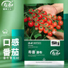 壽禾 小番茄種子種苗櫻桃小西紅柿蔬菜籽 濰育珍珠瀑布小番茄種子40粒 曬單實(shí)拍圖