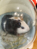 jolly pet products多維生素配方荷蘭豬飼料天竺鼠糧葵鼠主糧豚鼠綜合糧營(yíng)養(yǎng)糧 維C綜合糧5斤 AL063 曬單實(shí)拍圖