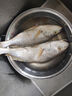 蝦有蝦途大黃魚(yú) 黃姑魚(yú)似黃花魚(yú)新鮮冷凍生鮮水產(chǎn)鮮活冰鮮海魚(yú)3斤凈重 3斤3條大黃姑魚(yú)【蒜瓣肉】 3斤3條大黃姑魚(yú)【蒜瓣肉】 曬單實(shí)拍圖