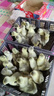 潮汕獅頭鵝苗正宗一斤汕頭小獅頭鵝活苗特大種純種獅頭鵝成年幼苗 拍15送5只路損【共20只3兩左右】 曬單實拍圖