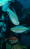 公魚剛果美人魚 5-7CM淡水小型寵物觀賞魚彩虹群游小魚好養(yǎng)耐活 【公魚】剛果美人5-7CM(3條裝) 曬單實(shí)拍圖
