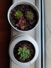 多肉組合盆栽陽(yáng)臺盆栽喜陽(yáng)植物新手福利按圖發(fā)貨品種花卉好養 珠+吹+桃蛋+寶+玉露+娃+不帶盆土 曬單實(shí)拍圖
