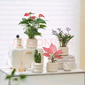 大號(hào)紅掌高30-40cm 鴻運(yùn)當(dāng)頭室內(nèi)花盆栽客廳辦公室開(kāi)花類(lèi)四季好養(yǎng) 【玻璃吸水盆】 高約45起 30-40cm 曬單實(shí)拍圖