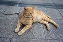 索尼 SONY 微單數碼相機NEX-5R NEX-5T NEX-6 NEX-7 奶昔系列二手相機 NEX-5R黑色 16-50mm套機 95新 曬單實拍圖