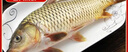 微山湖野生鯉魚四鼻鯉魚新鮮活魚現(xiàn)殺凈膛漁民捕撈 微山湖野生鯉魚 3斤/條(宰殺好15-20%損耗) 曬單實(shí)拍圖