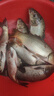 丸九日本原裝進(jìn)口丸九餌料三色鯉腥香鯉魚(yú)鯽魚(yú)黑坑野釣24年新日期 曬單實(shí)拍圖