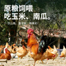 楊博士 皖南散養(yǎng)大公雞 單只凈重2.6斤*2只 生鮮雞肉土雞含雞胗源頭直發(fā) 曬單實拍圖