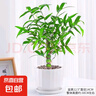 佛肚竹盆栽室內(nèi)好養(yǎng)活四季常青羅漢葫蘆竹陽(yáng)臺(tái)客廳老樁綠植物盆景 老樁佛肚竹原盆土+白色豎紋瓷盆 曬單實(shí)拍圖