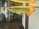 印尼紅龍魚活體魚辣椒紅龍超血紅龍金龍魚活魚龍魚小魚熱帶觀賞魚 賽級(jí)——大湖紅龍【包發(fā)色】 28-30cm【證書芯片齊全】包發(fā)色 曬單實(shí)拍圖