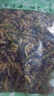海帶芽頭霞浦海帶苗海帶頭霞浦特產(chǎn)鹽漬海帶芽頭涼拌海帶芽頭 脆爽海帶芽頭500g/袋*1 曬單實拍圖