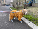 大狗專(zhuān)用雨衣中大型犬金毛薩摩耶阿拉斯加四腳全包連帽包尾巴雨具 黃色全包尾巴（公狗） 22（背長(cháng)50cm胸圍80cm） 曬單實(shí)拍圖