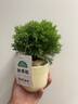 京東京造 9系菜刀 家用切片菜刀具更省力花梨木手柄90Cr【頂格9鉻】 曬單實拍圖
