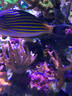 OCEAN NUTRITION美國海洋海水魚(yú)飼料魚(yú)糧開(kāi)口魚(yú)食小丑魚(yú)藍吊黃金 葷食200克 小粒1mm 曬單實(shí)拍圖